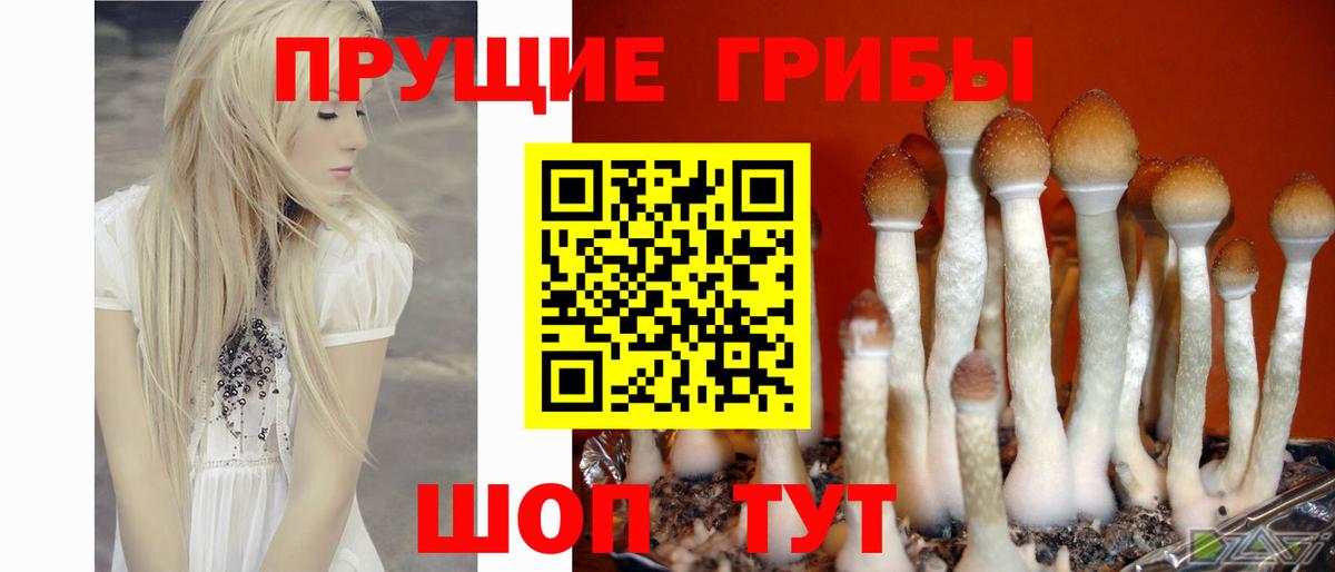 Галлюциногенные грибы MAGIC MUSHROOMS Тамбов